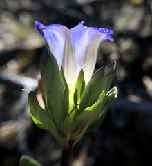 Gentiana affinis ovata
