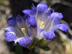 Gentiana affinis ovata