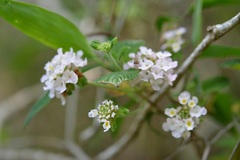 Lantana hirta