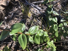 Gentiana affinis ovata