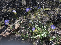 Gentiana affinis ovata