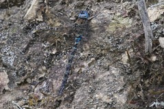 Rhionaeschna obscura
