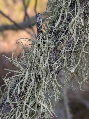 iNaturalist observation photo of Farinose Cartilage Lichen