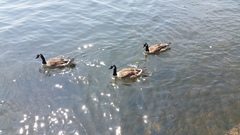 Branta canadensis