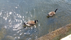 Branta canadensis