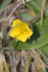 Potentilla candicans