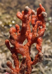 Clathria