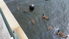 Branta canadensis