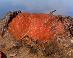 Clathria
