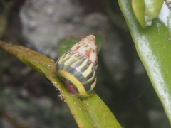 Amphidromus furcillatus
