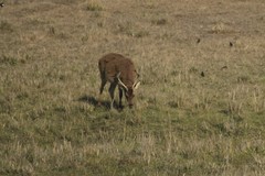 Rucervus duvaucelii branderi