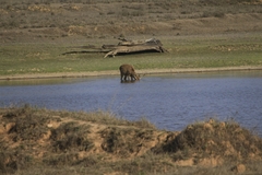 Rucervus duvaucelii branderi
