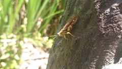 Xenocatantops brachycerus