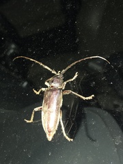 Enaphalodes hispicornis