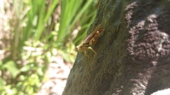 Xenocatantops brachycerus