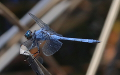Orthetrum boumiera