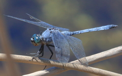 Orthetrum boumiera