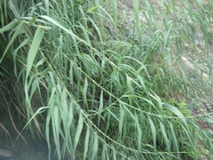 Thysanolaena
