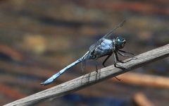 Orthetrum boumiera
