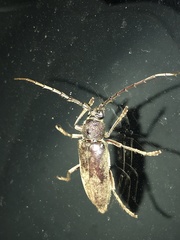 Enaphalodes hispicornis