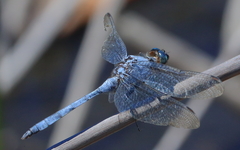 Orthetrum boumiera