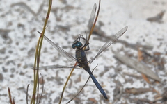 Orthetrum boumiera