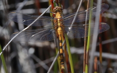 Orthetrum boumiera