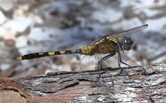 Orthetrum boumiera