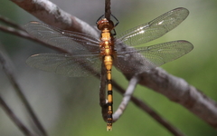 Orthetrum boumiera