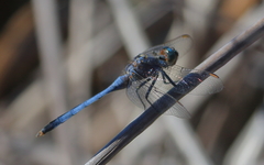 Orthetrum boumiera