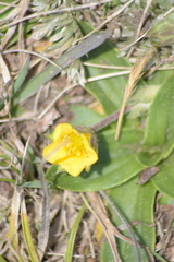 Potentilla candicans