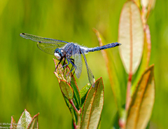 Leucorrhinia frigida