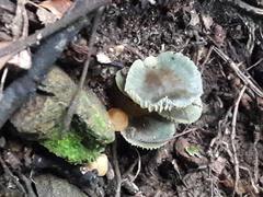 Hygrocybe fuscoaurantiaca