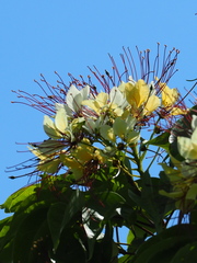 Crateva adansonii formosensis