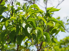 Crateva adansonii formosensis