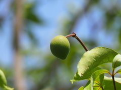 Crateva adansonii formosensis