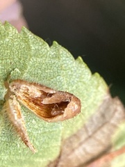 Contarinia cucumata