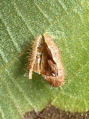 Contarinia cucumata