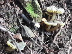 Hygrocybe fuscoaurantiaca