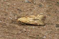 Metzneria lappella