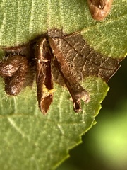 Contarinia cucumata
