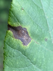 Contarinia cucumata