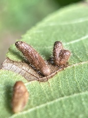 Contarinia cucumata