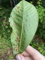 Contarinia cucumata