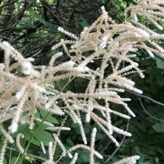 Aruncus