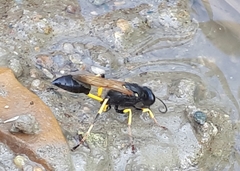 Sceliphron destillatorium