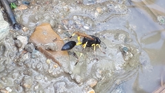 Sceliphron destillatorium