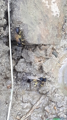 Sceliphron destillatorium