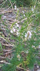 Astragalus sulcatus