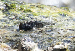 Pacific Leaping Blenny photo 5